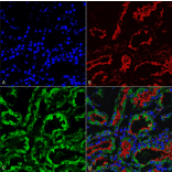 Immunohistochemistry - Anti-KDEL Antibody [2C1] (A305072) - Antibodies.com