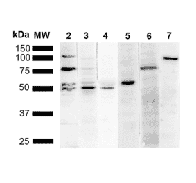 Western Blot - Anti-KDEL Antibody [2D6] (A305073) - Antibodies.com