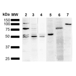 Western Blot - Anti-KDEL Antibody [2D6] (A305073) - Antibodies.com