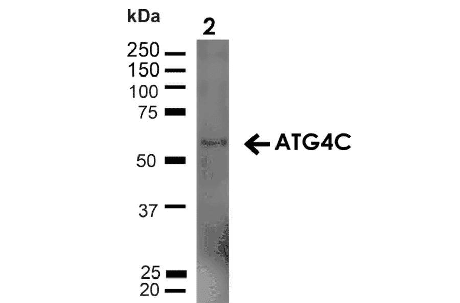 Western Blot - Anti-ATG4C Antibody (A305074) - Antibodies.com