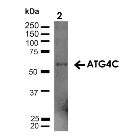 Western Blot - Anti-ATG4C Antibody (A305074) - Antibodies.com
