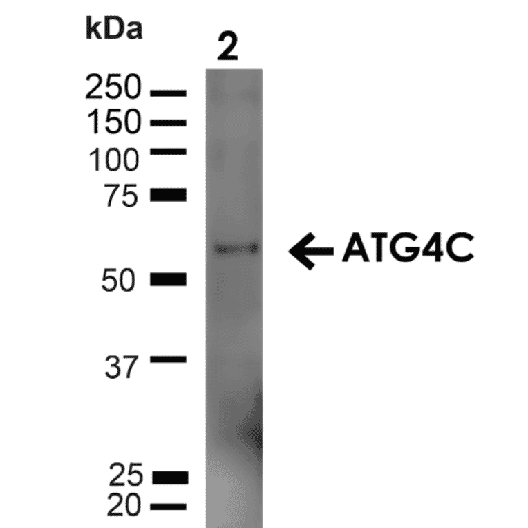 Western Blot - Anti-ATG4C Antibody (A305074) - Antibodies.com