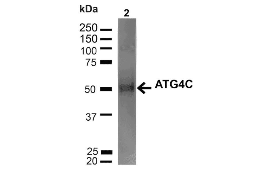 Western Blot - Anti-ATG4C Antibody (A305074) - Antibodies.com
