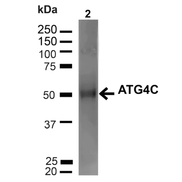 Western Blot - Anti-ATG4C Antibody (A305074) - Antibodies.com