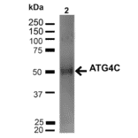 Western Blot - Anti-ATG4C Antibody (A305074) - Antibodies.com