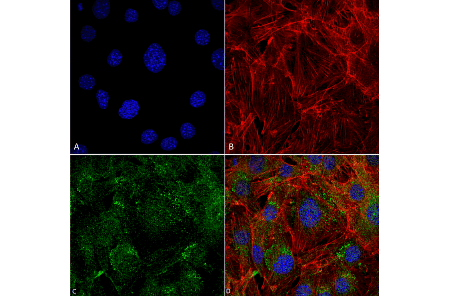 Immunocytochemistry/Immunofluorescence - Anti-ATG4C Antibody (A305074) - Antibodies.com