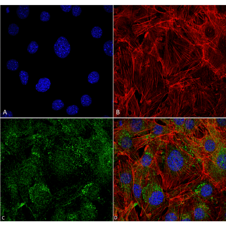 Immunocytochemistry/Immunofluorescence - Anti-ATG4C Antibody (A305074) - Antibodies.com