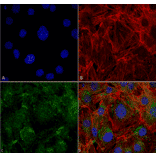 Immunocytochemistry/Immunofluorescence - Anti-ATG4C Antibody (A305074) - Antibodies.com