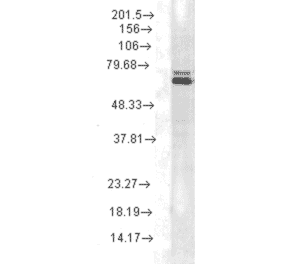 Western Blot - Anti-HSP70 Antibody [2A4] (A305075) - Antibodies.com