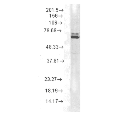 Western Blot - Anti-HSP70 Antibody [2A4] (A305075) - Antibodies.com