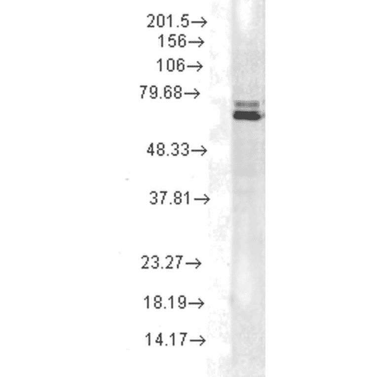 Western Blot - Anti-HSP70 Antibody [2A4] (A305075) - Antibodies.com