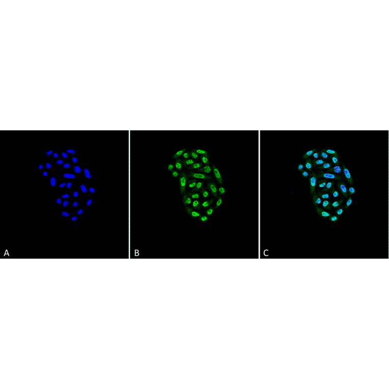 Immunocytochemistry/Immunofluorescence - Anti-HSP70 Antibody [2A4] (A305075) - Antibodies.com