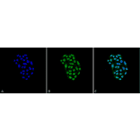 Immunocytochemistry/Immunofluorescence - Anti-HSP70 Antibody [2A4] (A305075) - Antibodies.com