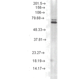 Western Blot - Anti-HSP70 Antibody [5A5] (A305076) - Antibodies.com