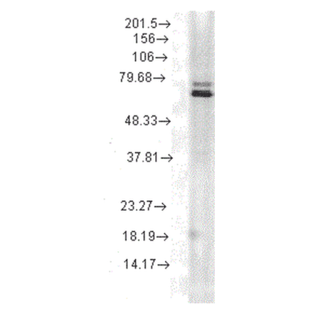 Western Blot - Anti-HSP70 Antibody [5A5] (A305076) - Antibodies.com