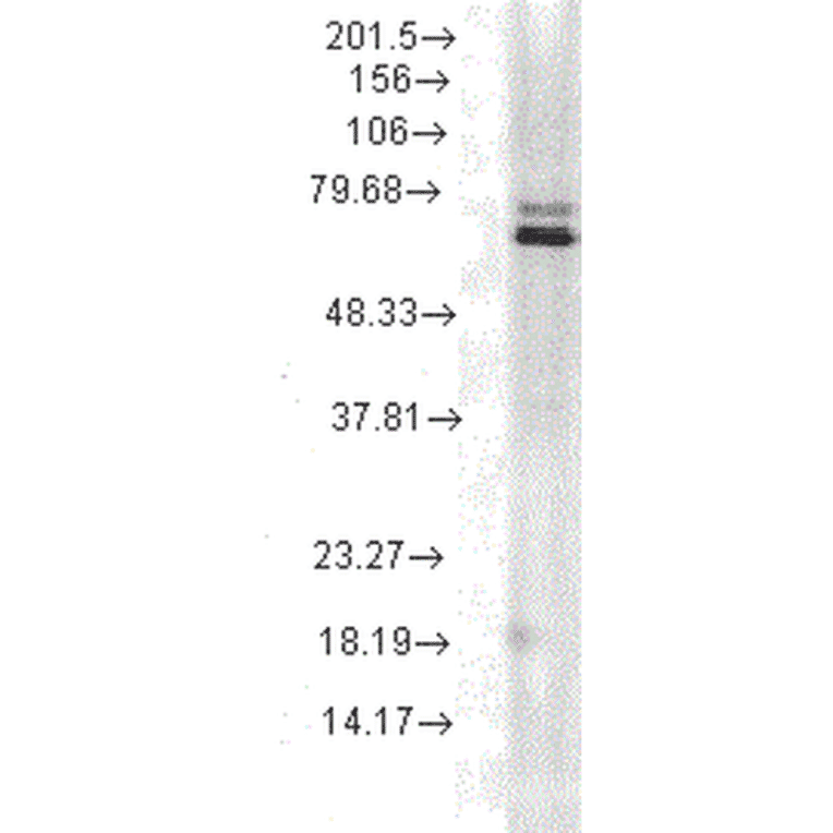 Western Blot - Anti-HSP70 Antibody [5A5] (A305076) - Antibodies.com