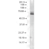 Western Blot - Anti-HSP70 Antibody [5A5] (A305076) - Antibodies.com