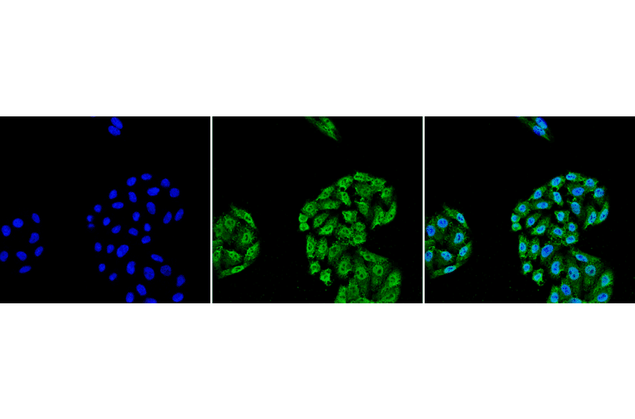 Immunocytochemistry/Immunofluorescence - Anti-HSP70 Antibody [5A5] (A305076) - Antibodies.com