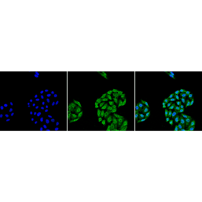 Immunocytochemistry/Immunofluorescence - Anti-HSP70 Antibody [5A5] (A305076) - Antibodies.com