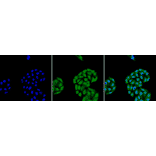 Immunocytochemistry/Immunofluorescence - Anti-HSP70 Antibody [5A5] (A305076) - Antibodies.com