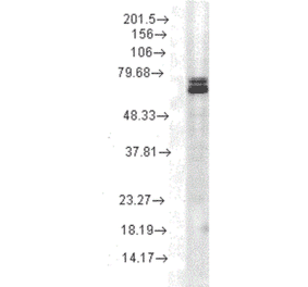 Western Blot - Anti-HSP70 Antibody [3A3] (A305077) - Antibodies.com