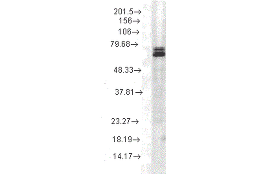 Western Blot - Anti-HSP70 Antibody [3A3] (A305077) - Antibodies.com