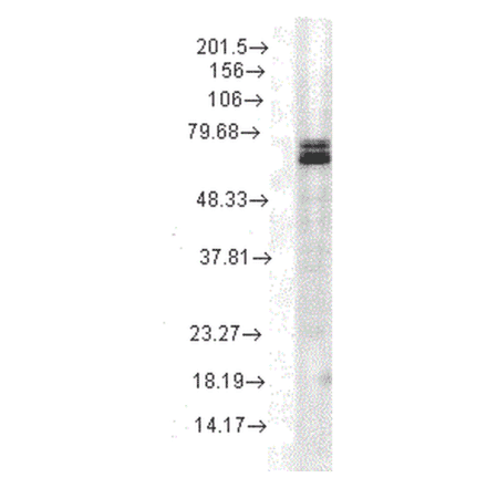 Western Blot - Anti-HSP70 Antibody [3A3] (A305077) - Antibodies.com