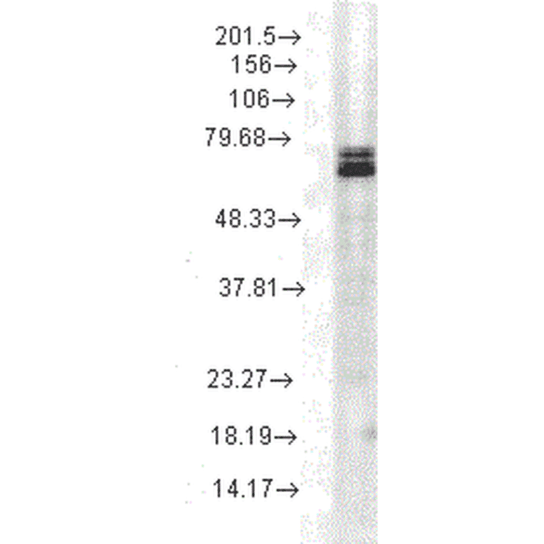 Western Blot - Anti-HSP70 Antibody [3A3] (A305077) - Antibodies.com