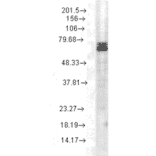 Western Blot - Anti-HSP70 Antibody [3A3] (A305077) - Antibodies.com