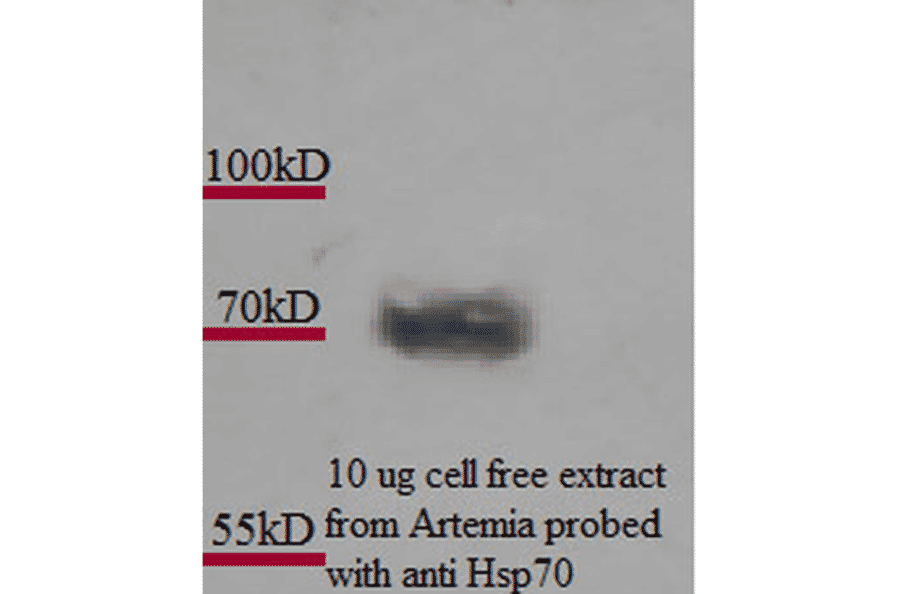Western Blot - Anti-HSP70 Antibody [3A3] (A305077) - Antibodies.com