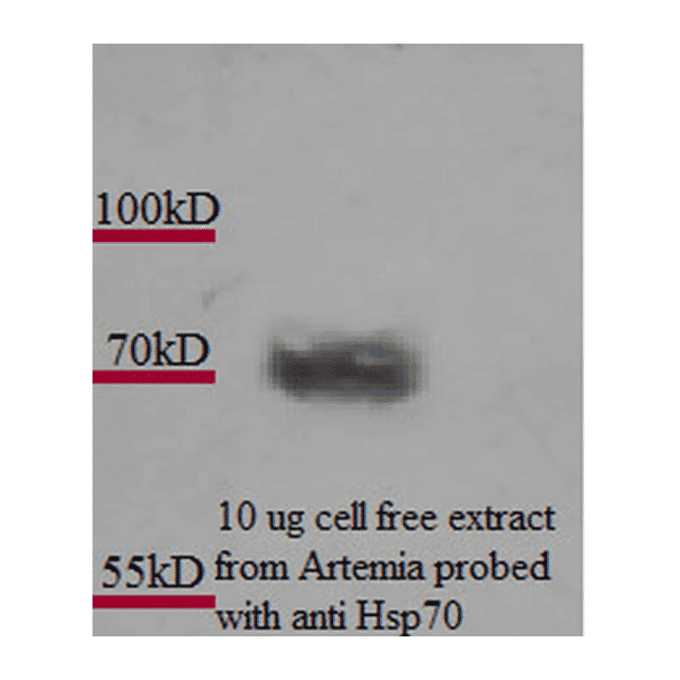 Western Blot - Anti-HSP70 Antibody [3A3] (A305077) - Antibodies.com