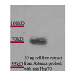 Western Blot - Anti-HSP70 Antibody [3A3] (A305077) - Antibodies.com