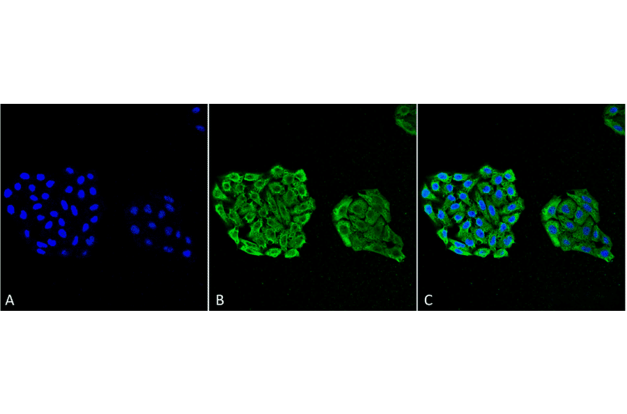 Immunocytochemistry/Immunofluorescence - Anti-HSP70 Antibody [3A3] (A305077) - Antibodies.com