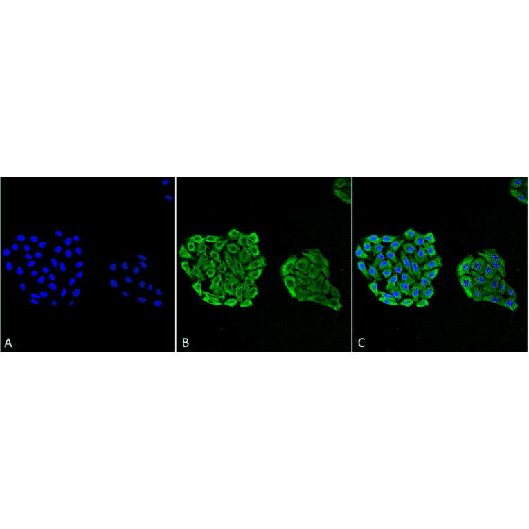 Immunocytochemistry/Immunofluorescence - Anti-HSP70 Antibody [3A3] (A305077) - Antibodies.com
