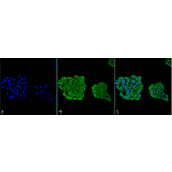 Immunocytochemistry/Immunofluorescence - Anti-HSP70 Antibody [3A3] (A305077) - Antibodies.com
