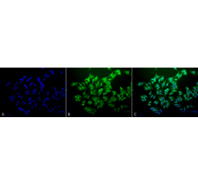 Immunocytochemistry/Immunofluorescence - Anti-Ubiquitin Antibody [6C11-B3] (A305079) - Antibodies.com