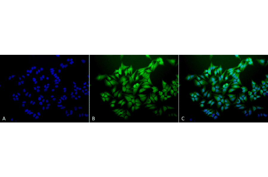 Immunocytochemistry/Immunofluorescence - Anti-Ubiquitin Antibody [6C11-B3] (A305079) - Antibodies.com