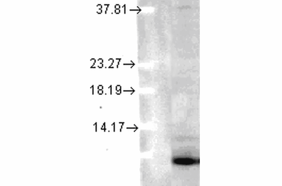 Western Blot - Anti-Ubiquitin Antibody [6C11-B3] (A305079) - Antibodies.com