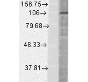 Western Blot - Anti-HIF-1 alpha Antibody [ESEE122] (A305080) - Antibodies.com