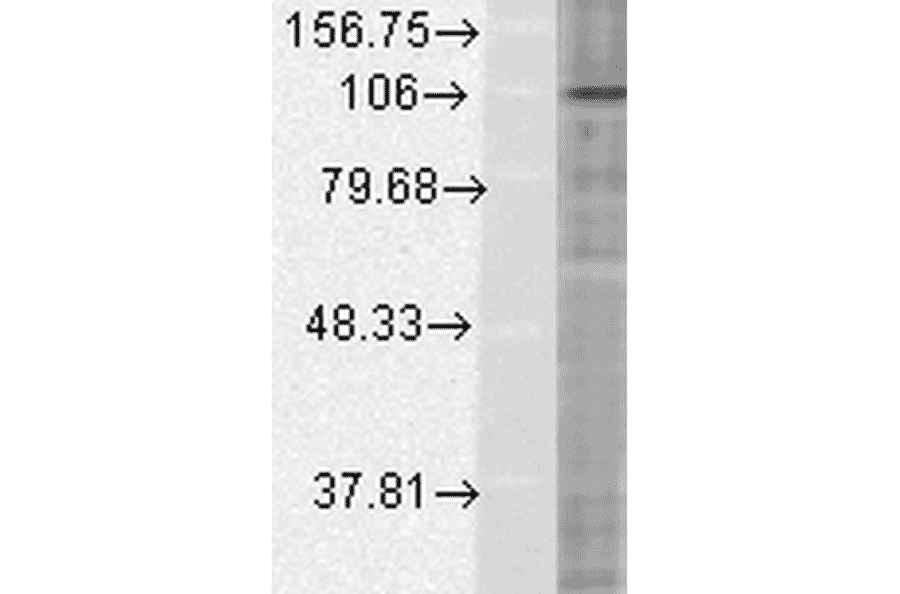 Western Blot - Anti-HIF-1 alpha Antibody [ESEE122] (A305080) - Antibodies.com