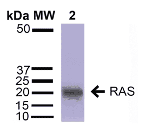 Western Blot - Anti-RAS Antibody (A305081) - Antibodies.com