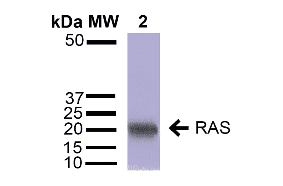 Western Blot - Anti-RAS Antibody (A305081) - Antibodies.com