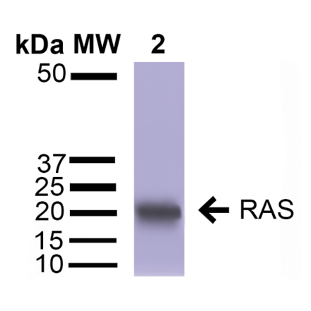 Western Blot - Anti-RAS Antibody (A305081) - Antibodies.com