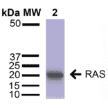 Western Blot - Anti-RAS Antibody (A305081) - Antibodies.com