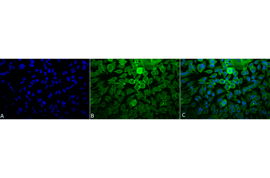 Immunocytochemistry/Immunofluorescence - Anti-RAS Antibody (A305081) - Antibodies.com