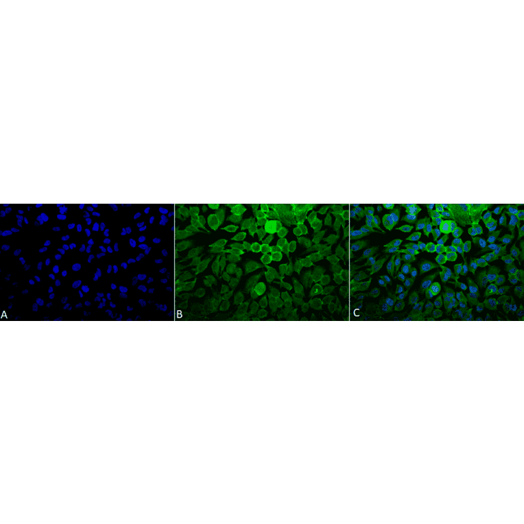 Immunocytochemistry/Immunofluorescence - Anti-RAS Antibody (A305081) - Antibodies.com