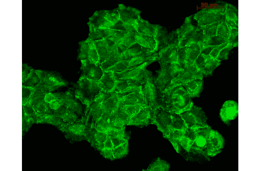 Immunocytochemistry/Immunofluorescence - Anti-RAS Antibody (A305081) - Antibodies.com