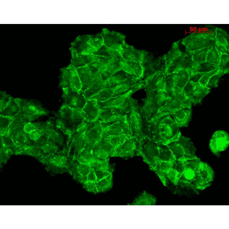 Immunocytochemistry/Immunofluorescence - Anti-RAS Antibody (A305081) - Antibodies.com