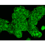 Immunocytochemistry/Immunofluorescence - Anti-RAS Antibody (A305081) - Antibodies.com