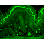 Immunohistochemistry - Anti-RAS Antibody (A305081) - Antibodies.com